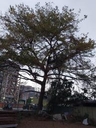 欖仁果極潤保濕活水凝露新包裝/欖仁果極潤保濕水凝露 BeautyEasy 歷史價格詳細信息