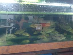 福壽 大豆沙拉油3L 100%黃豆精煉製成 家庭烹調  現貨 蝦皮直送 歷史價格詳細信息