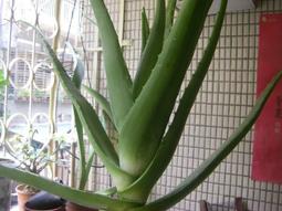 鮮鮮～～神鑰~1-16～～作者:聿暘～ 歷史價格詳細信息