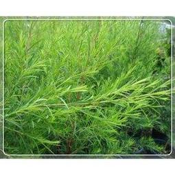 20L方形摺疊飲水桶 加厚戶外露營飲水桶 歷史價格詳細信息