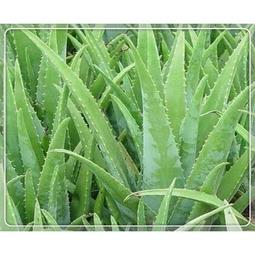 蘆薈變色口紅 護唇膏 水潤口紅 潤唇膏 口紅【小麥購物】24H出貨 唇彩 唇膏 變色唇彩 不沾杯 變色唇膏【S235】 歷史價格詳細信息