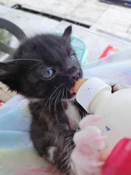 【OKAY!】座椅縫隙收納盒 駕駛座 汽車置物 椅縫條 汽車座椅細縫收納 851-CCGF12L(縫隙塞 車內用品) 歷史價格詳細信息