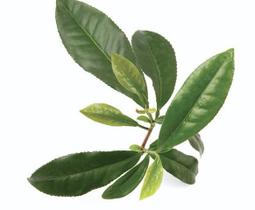 茶亦醉人何必酒 曹俊英 2012-3 河北大學 歷史價格詳細信息