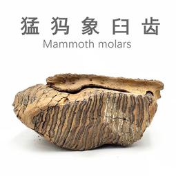 天然猛獁象花旦美人魚手串極品果凍料原色滿紋紋路清晰可見料子油潤色澤純正渾然天成-玲瓏心飾 歷史價格詳細信息