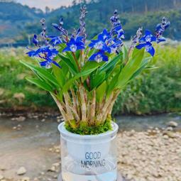 水培袋男士 Outvin TL 96 運動包自行車包車迷辰 歷史價格詳細信息