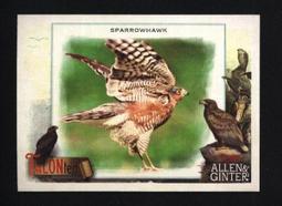 特卡 2023 Topps Allen & Ginter TALON-ted #5 Bald Eagle 歷史價格詳細信息