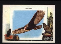 特卡 2023 Topps Allen & Ginter TALON-ted #5 Bald Eagle 歷史價格詳細信息