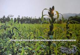 ＊豆莢二手物省錢超便宜＊虹(保存良好)Twice Signal (合售2) /3套合售 歷史價格詳細信息