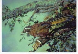 明信片- 空白明信片 金門風光 金門明信片 魯王新墓 歷史價格詳細信息