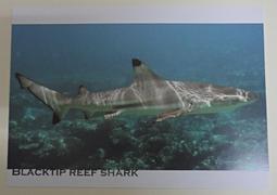 明信片- 空白明信片 歌仔戲 廖瓊枝 藝薪技傳 明信片 歷史價格詳細信息