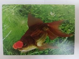 明信片- 空白名信片 100年 龍 賀年抽獎明信片 五張 -實寄大陸東莞 銷台南臨局 歷史價格詳細信息