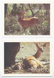 明信片- 空白明信片 台灣長鬃山羊 加字款 108全國郵展 中華郵政印製 歷史價格詳細信息