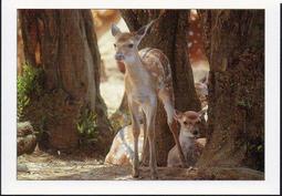 明信片- 空白明信片 台灣梅花鹿 明信片-6 歷史價格詳細信息