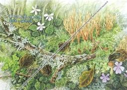 P藝術酷卡明信片 鳳山12景 黃昏市場一把100 郭家妘關於一座城 青菜蘿蔔茄子辣椒青花菜高麗菜 歷史價格詳細信息