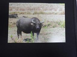 明信片- 空白明信片 鼠 明信片 鼠元寶明信片 歷史價格詳細信息