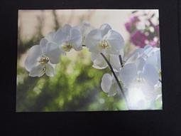 明信片- 空白明信片 蝴蝶蘭 蘭花 明信片 歷史價格詳細信息