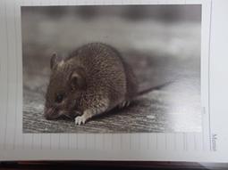 明信片- 空白明信片 財鼠報到 明信片 台北郵局印製 共二張 歷史價格詳細信息