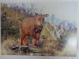 明信片- 空白明信片 台灣梅花鹿 明信片-6 歷史價格詳細信息