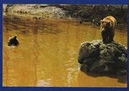 20年以上,LANS VEGAS POST CARD 拉斯維加斯 STARDUST HOTEL 飯店明信片,2張【三十之上 是我家老灰仔的】 歷史價格詳細信息