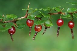 臺灣卡固KAKU散熱風扇KA1725HABL 110V 220V 380V雙滾珠軸流風機 歷史價格詳細信息