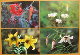 僅一套●☆●精美電話套卡--((------第四版人幣------))----9全--●☆●--香港電訊 歷史價格詳細信息