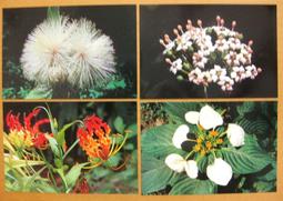 植物花影 老吊燈 古吊燈 電笠 電傘 日式 玻璃吊燈 台中 Under Object古道具 歷史價格詳細信息