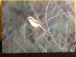 [封韻郵存]民國75年 彰化孔子廟 蓋戳實寄風景明信片 N152 歷史價格詳細信息