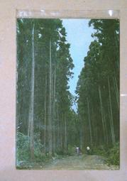 早期明信片 空軍T-34教練機雄姿 歷史價格詳細信息