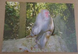 明信片- 空白明信片 台灣梅花鹿 明信片-6 歷史價格詳細信息