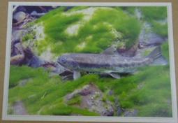 明信片- 空白明信片 法國上薩瓦省 haute-savoie 明信片 歷史價格詳細信息