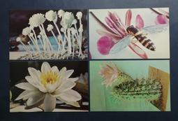 小新e家- 早期明信片4張P6-34～* 歷史價格詳細信息