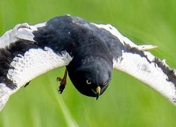 【台灣花卉】 明信片 - 芙勞兒B - 5款各1張 - hibeetle甲蟲手繪 歷史價格詳細信息