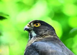 明信片-台灣-保育類-猛禽-10花澤鵟(鹊鹞)_特寫 歷史價格詳細信息