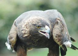 明信片-台灣-保育類-猛禽-10花澤鵟(鹊鹞)_特寫 歷史價格詳細信息