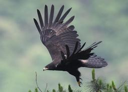 明信片-台灣-保育類-猛禽-10花澤鵟(鹊鹞)_特寫 歷史價格詳細信息