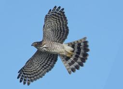 明信片-台灣-保育類-猛禽-10花澤鵟(鹊鹞)_特寫 歷史價格詳細信息