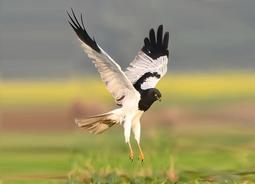 【台灣花卉】 明信片 - 芙勞兒B - 5款各1張 - hibeetle甲蟲手繪 歷史價格詳細信息