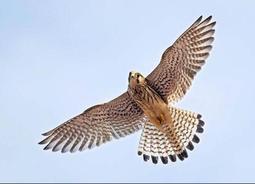 明信片-台灣-保育類-猛禽-10花澤鵟(鹊鹞)_特寫 歷史價格詳細信息