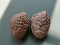 非常漂亮的兩枚光緒通寶寶源局，帶搓痕未清理，保真包老，版別自 歷史價格詳細信息