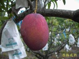 （共3個替換棉頭）新升級 膠棉拖把 海綿拖把 免手洗 超強吸水 歷史價格詳細信息