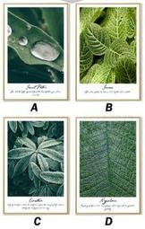 ART。DECO北歐植物花卉掛畫客廳ins裝飾畫餐廳小清新綠色壁畫白色花卉英文裝飾版畫餐廳民宿空間裝飾畫 (7款可選) 歷史價格詳細信息