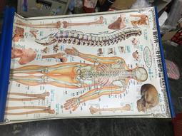 筋骨同調全套獨門手法富貴包頸腰膝關節疼調理U盤小白視頻教學MP4 歷史價格詳細信息