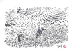 南投鹿谷 甘鹿凍頂烏龍茶包-袋茶3g*20入/盒 (共6盒) 歷史價格詳細信息