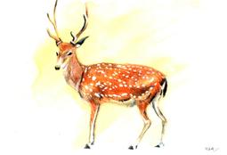 煥賣玩意＃【水彩原作】未裱框 8開 溫室花朵 2013畫作 （可擺飾於咖啡廳、餐廳、辦公室、客廳等地 歷史價格詳細信息