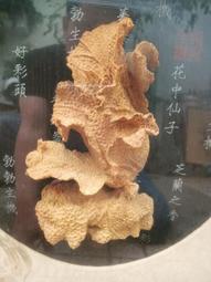 出清 便宜賣 Tomy 戰鬥陀螺的 發射器 軸....圖一合售無拆賣 請看商品描述 歷史價格詳細信息