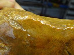 【優選】正宗天然老山檀香手串108顆印度邁索爾檀木佛珠項鍊念珠文玩手鍊 歷史價格詳細信息