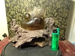 頂級完美 SWISS BLUE 瑞士藍 拓帕石有很多形狀切工可以挑選 重43.68克拉 歷史價格詳細信息