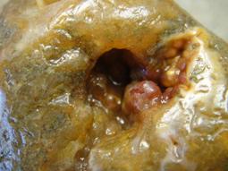 《紀老師的收藏》晶瑩剔透•鴻運當頭→天然晶洞共生金黃玉髓項鍊（聚財貔貅）→26B36U09  正能量-聚氣招財•心想事成•收藏增值 歷史價格詳細信息