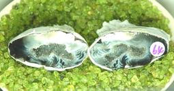 特價出清！愛寶百貨.「封神印.穆原花公主」.庫存出清書.吳騰飛.恆禾文化 歷史價格詳細信息