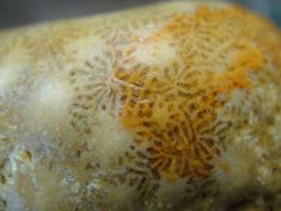 玉米蟲[鬼鄰居],絕版的便利書,物品近全新 歷史價格詳細信息